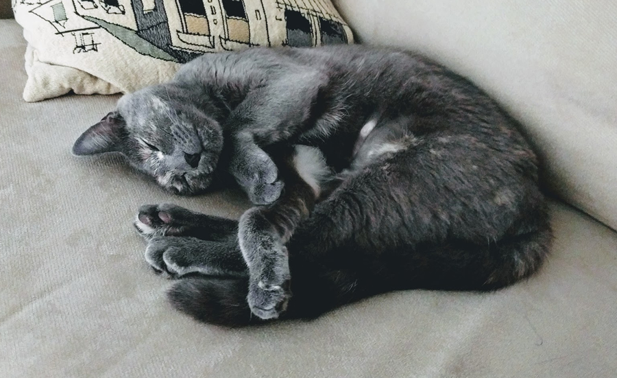 Introducing Our Newest Family Member