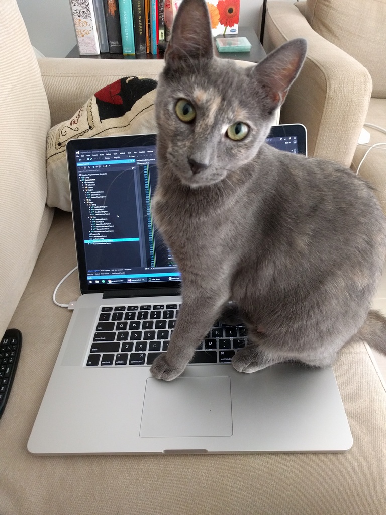 A cat sitting on top of a laptop
